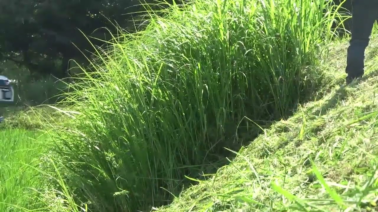 田んぼの草刈り