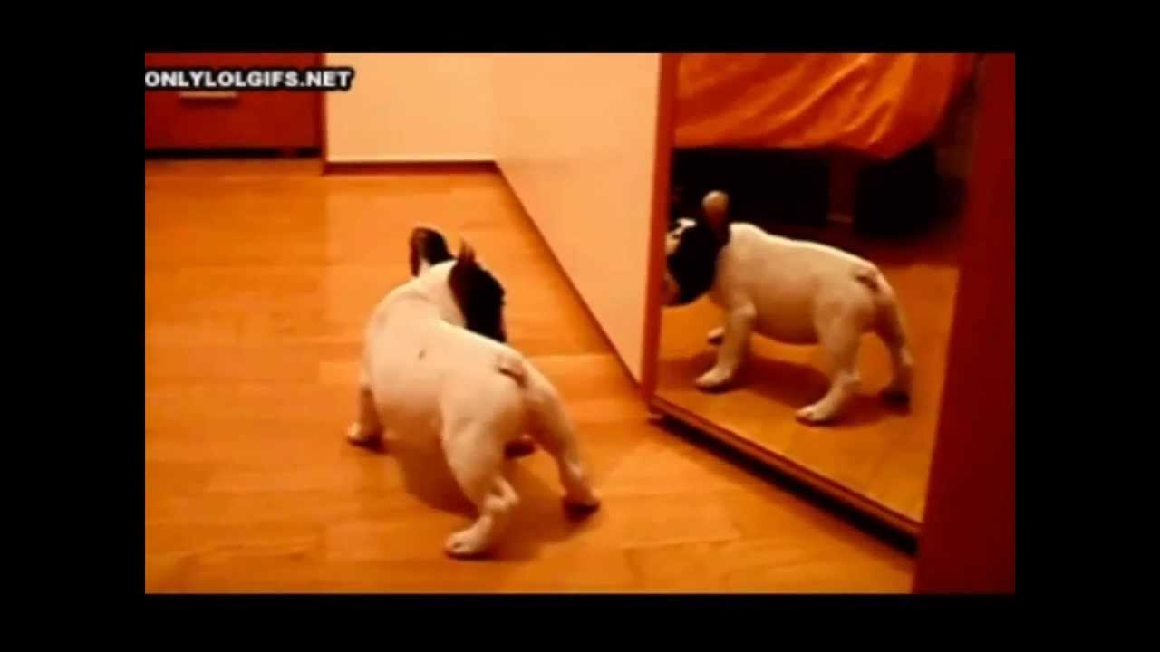 Dumme Lustige Hunde [HD]