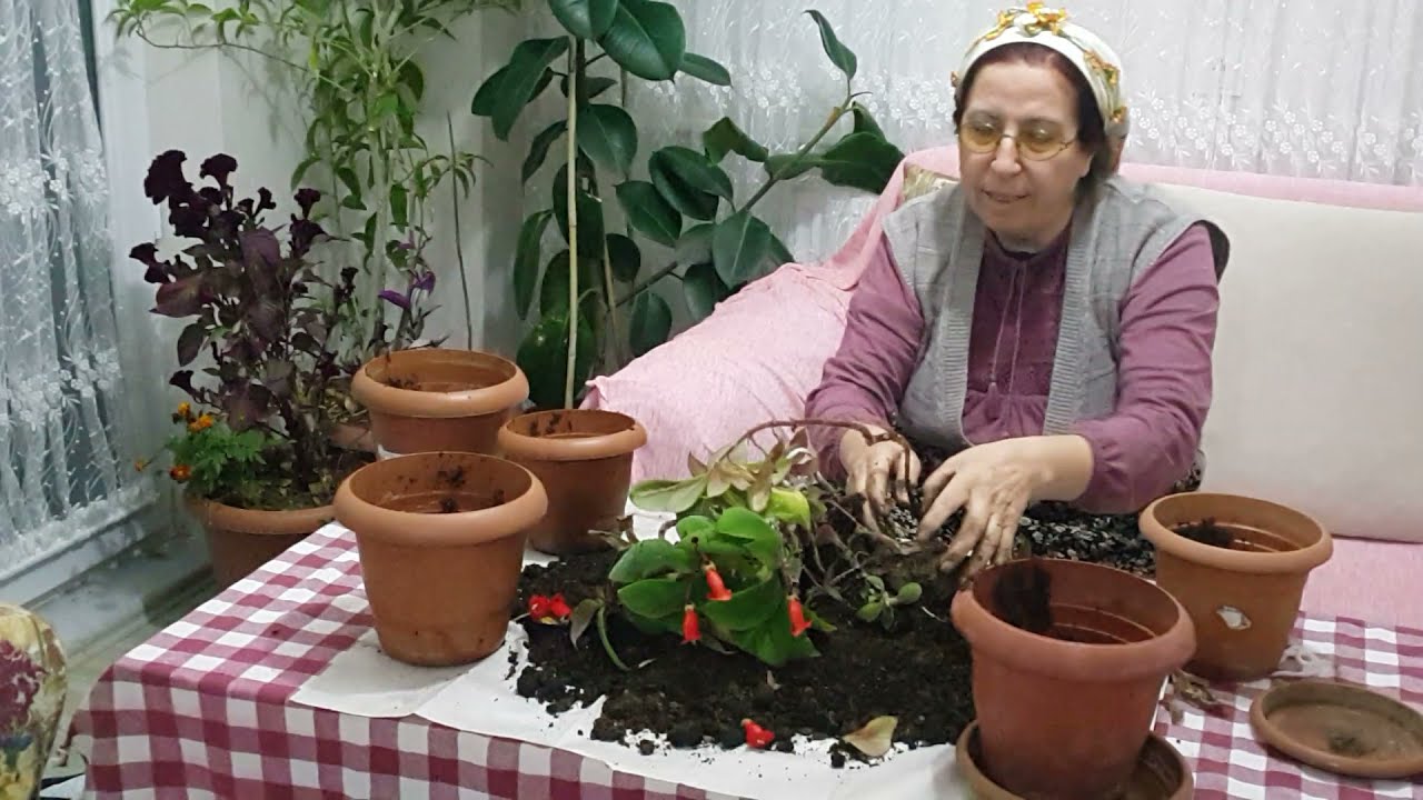 kohlera saksı değişimi