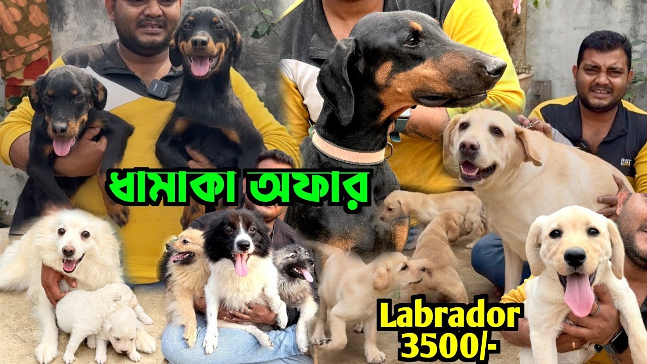 Puppies & Dogs Sale Offer Price. Dog Market in Kolkata Price. Kolkata Dog Market.