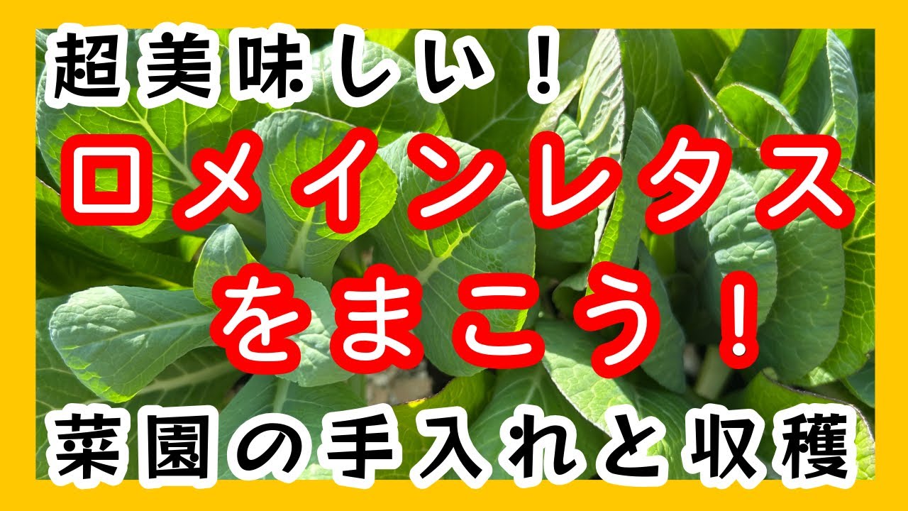 家庭菜園/ダイソー菜園の収穫/ロメインレタスの種まき/スナップエンドウの間引き