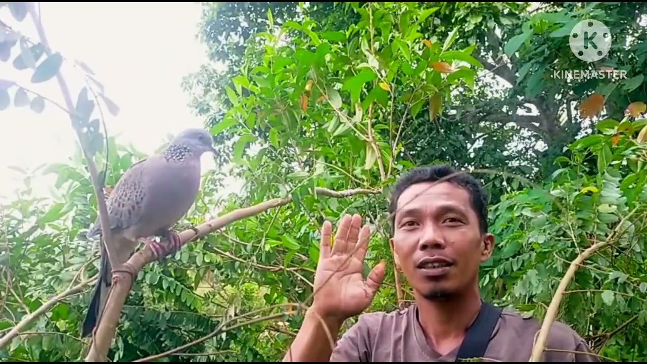 Terkukur sangat celir celir akhirnya poin