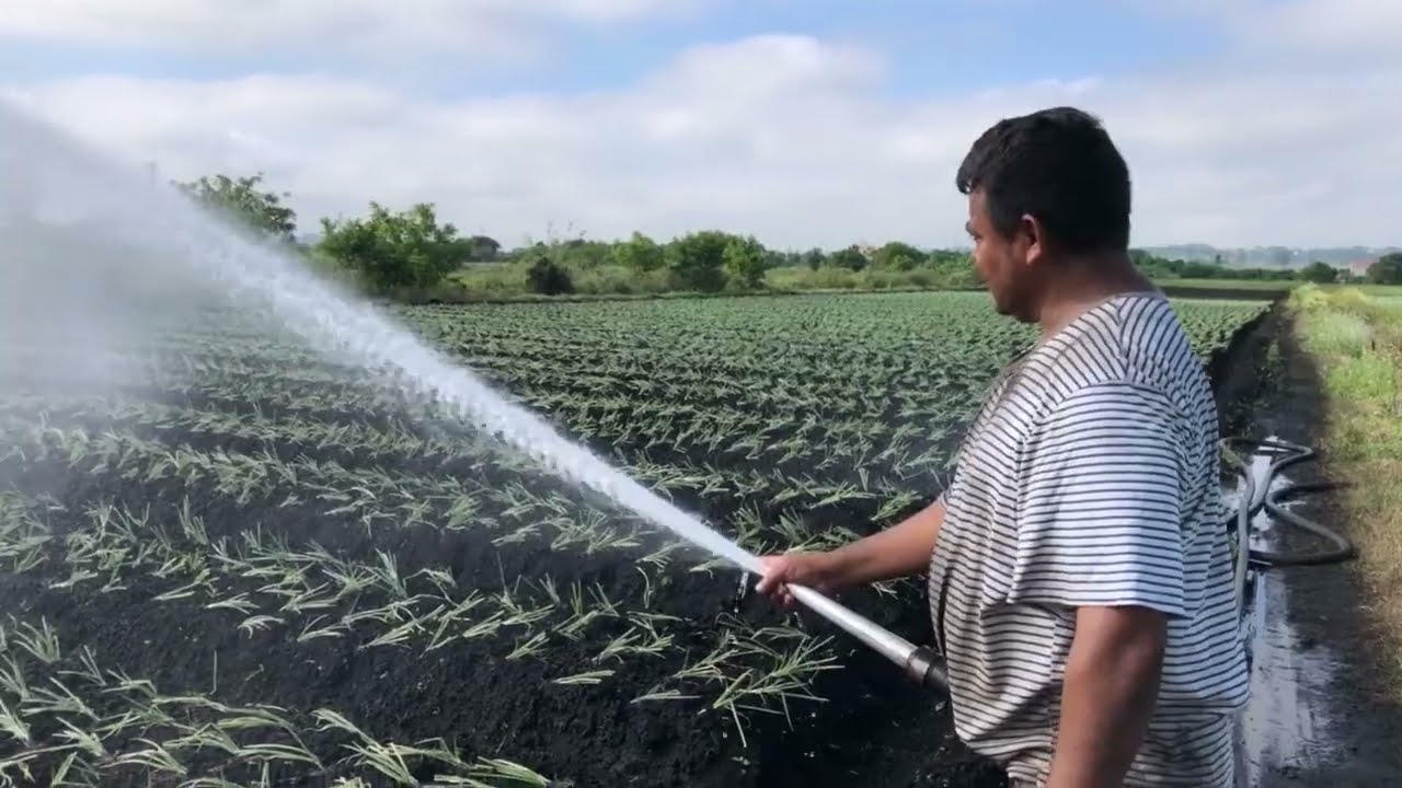 Assim é Feito o Plantio da Cebolinha na Roça - Agricultura Familiar