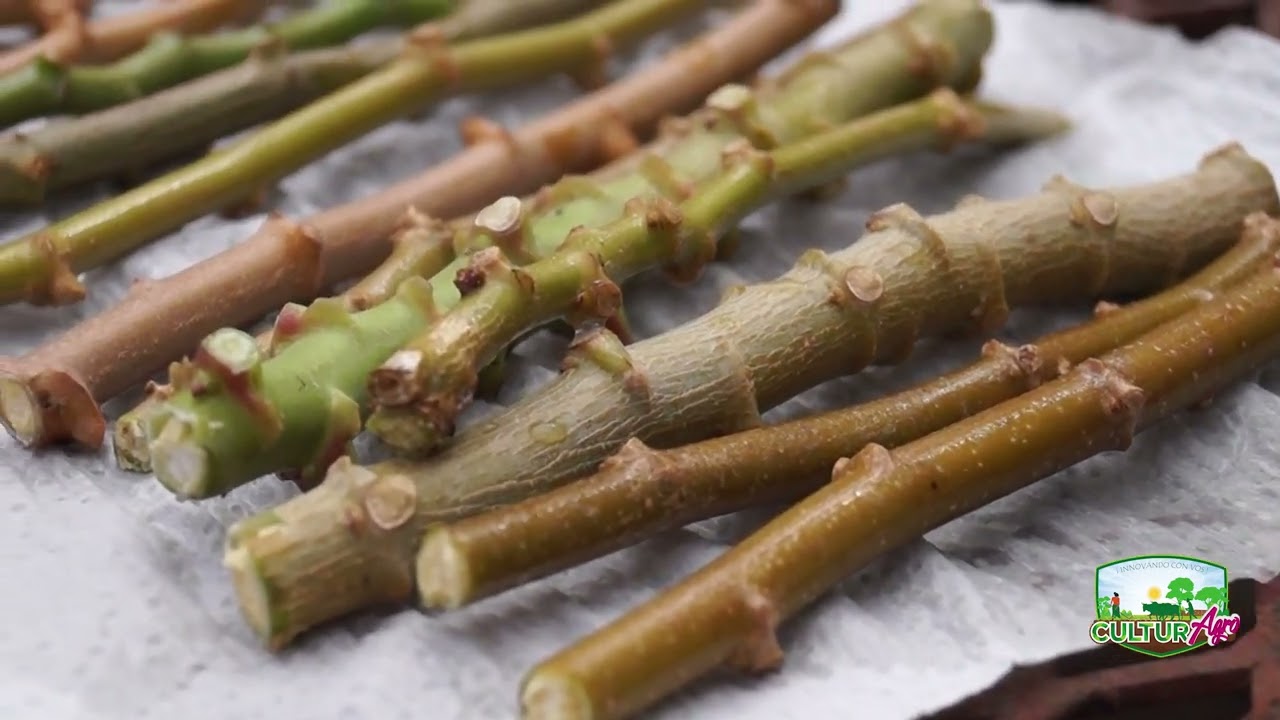 Técnicas para multiplicar Cultivo de Yuca #CulturAgroTV #INTA
