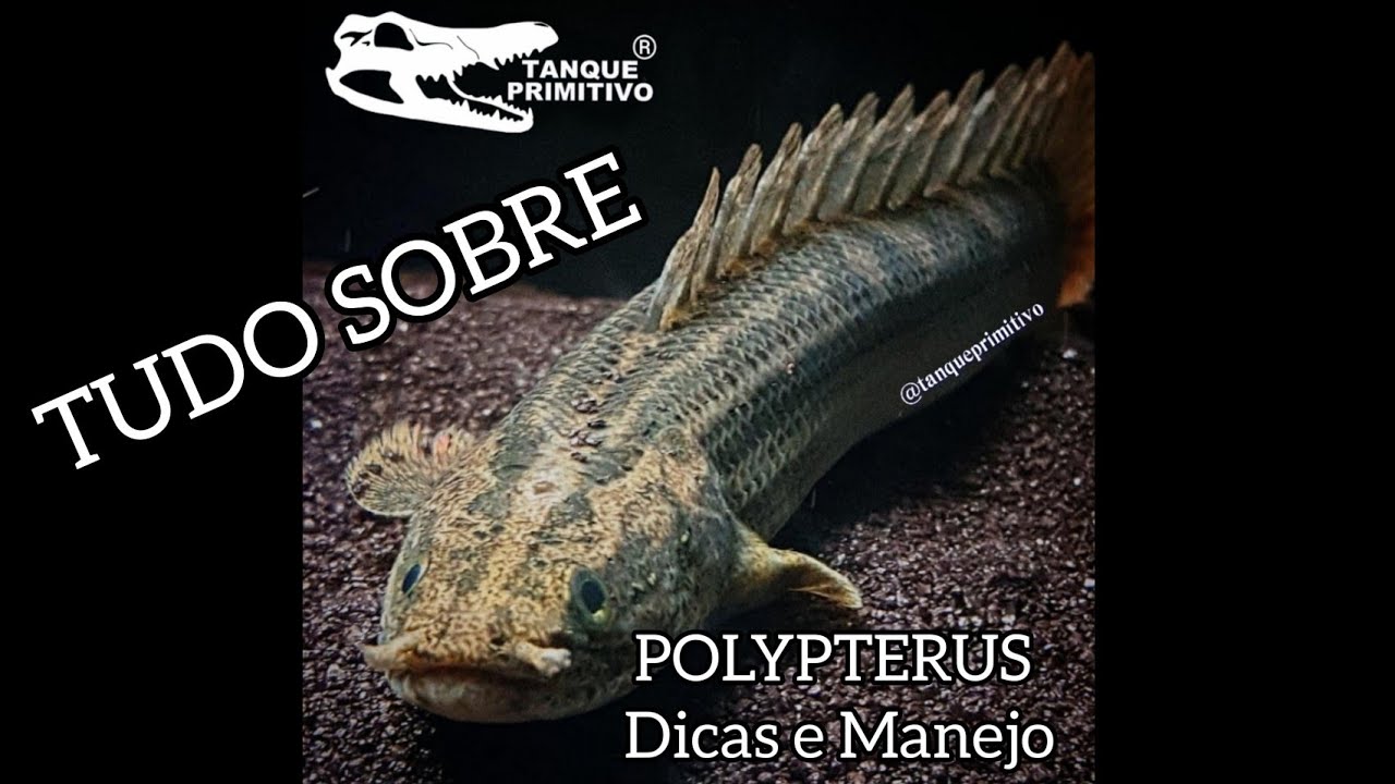 POLYPTERUS / Dicas e Manejo / Tudo sobre / Aprenda a criar / Peixe Primitivo