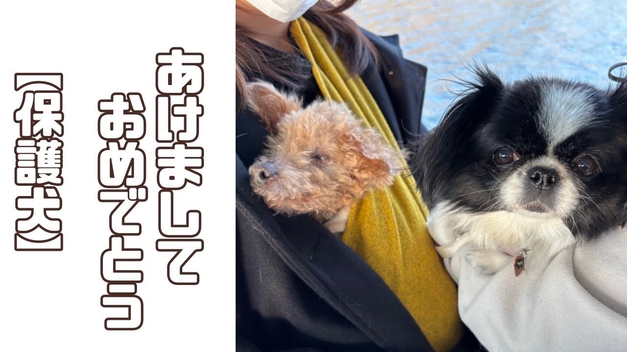 【保護犬・猫】保護っ子達と過ごす元旦の一日「vol,446」