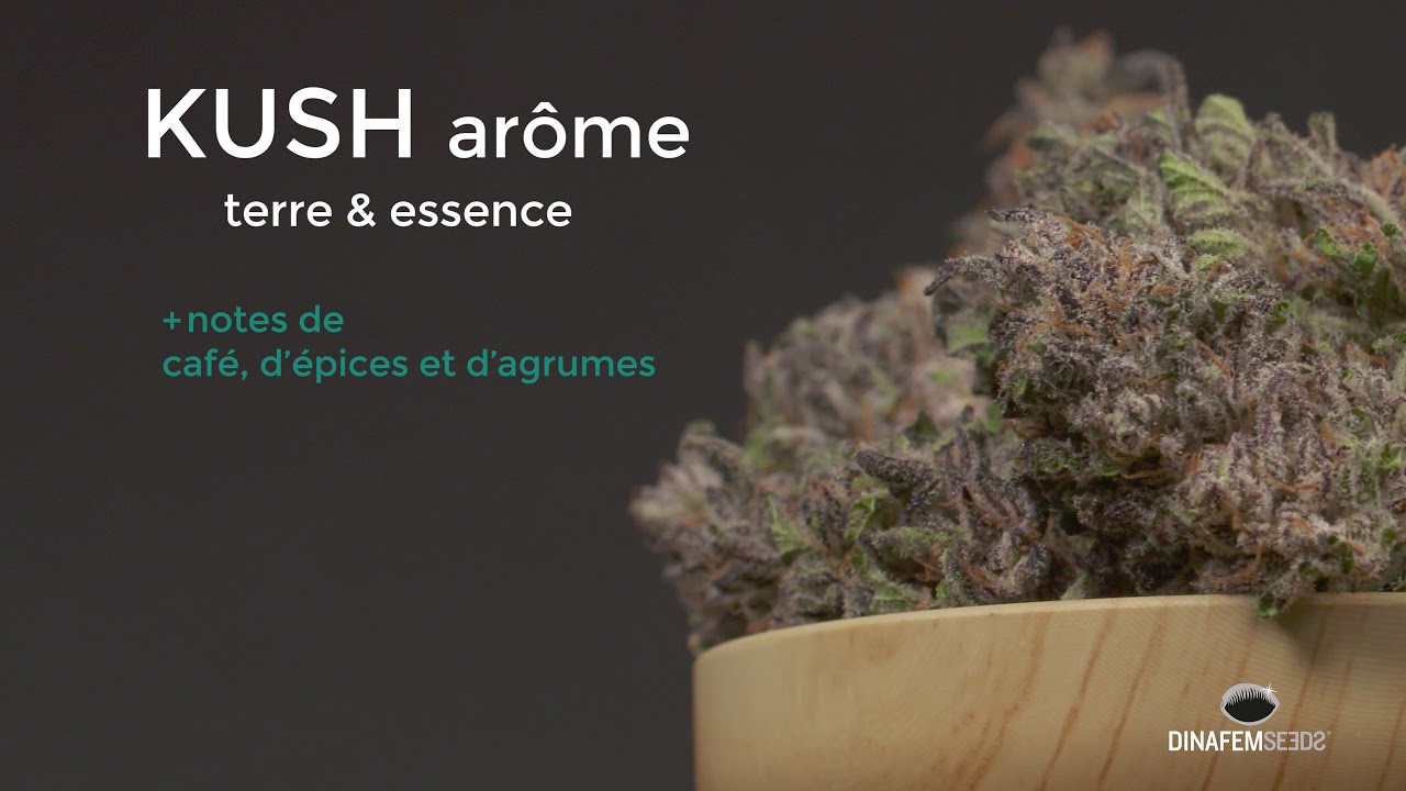 T&ecirc;tes de Bubba Kush