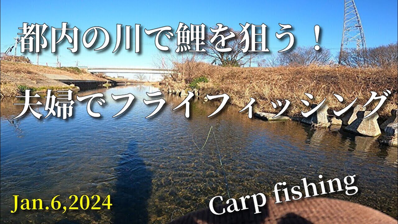 都内の柳瀬川で鯉を狙う！！/夫婦でフライフィッシング/Carp fishing/2024.1.6/fly fishing
