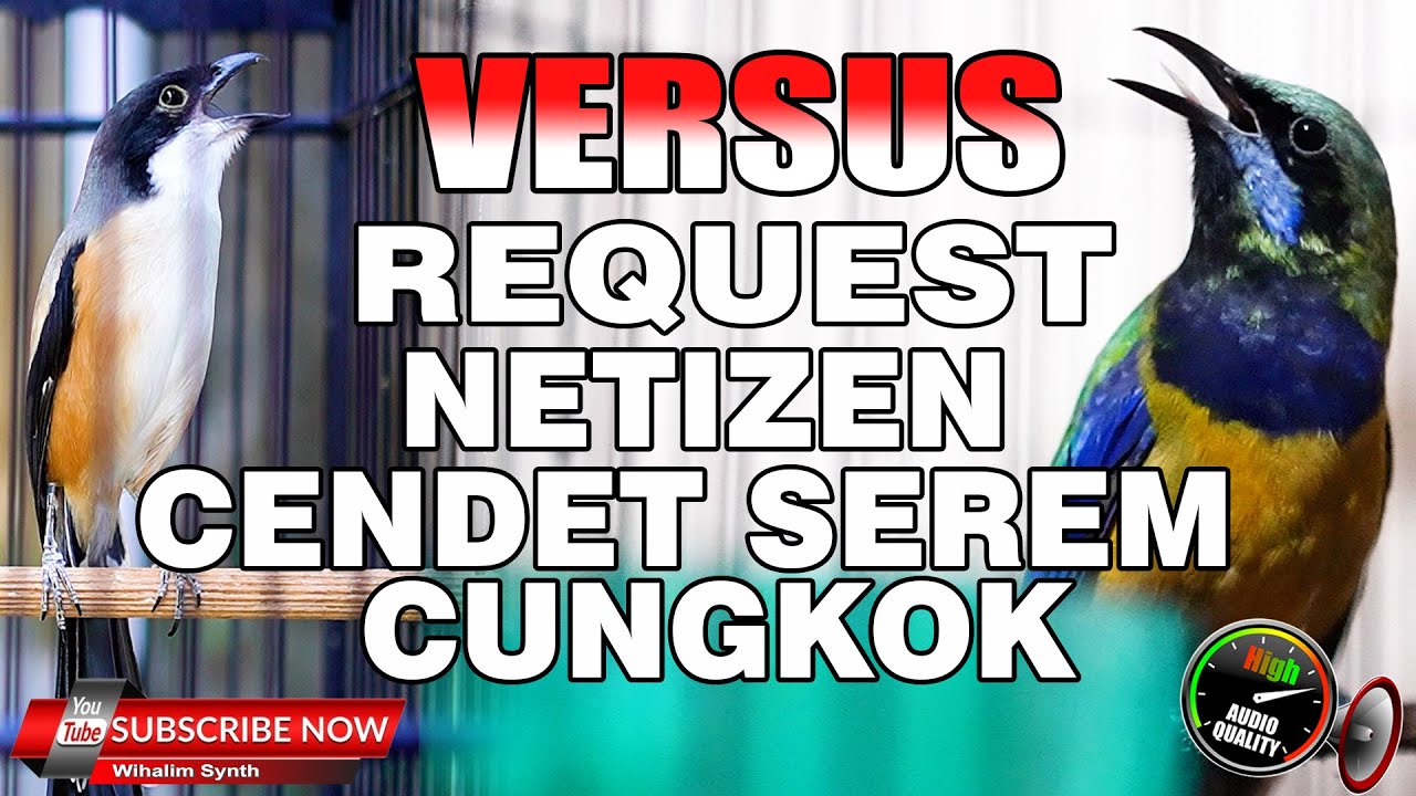 MASTERAN CENDET SPESIAL REQUEST NETIZEN CUCAK CUNGKOK VS CENDET GACOR FULL ISIAN FULL TEMBAKAN TAJAM