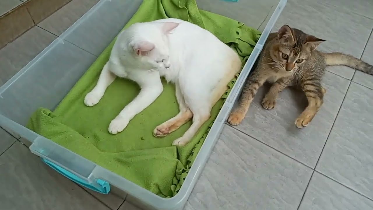 Time Machine Cats !!!! Longest Daily Cats Story , today kitten are 102 days old