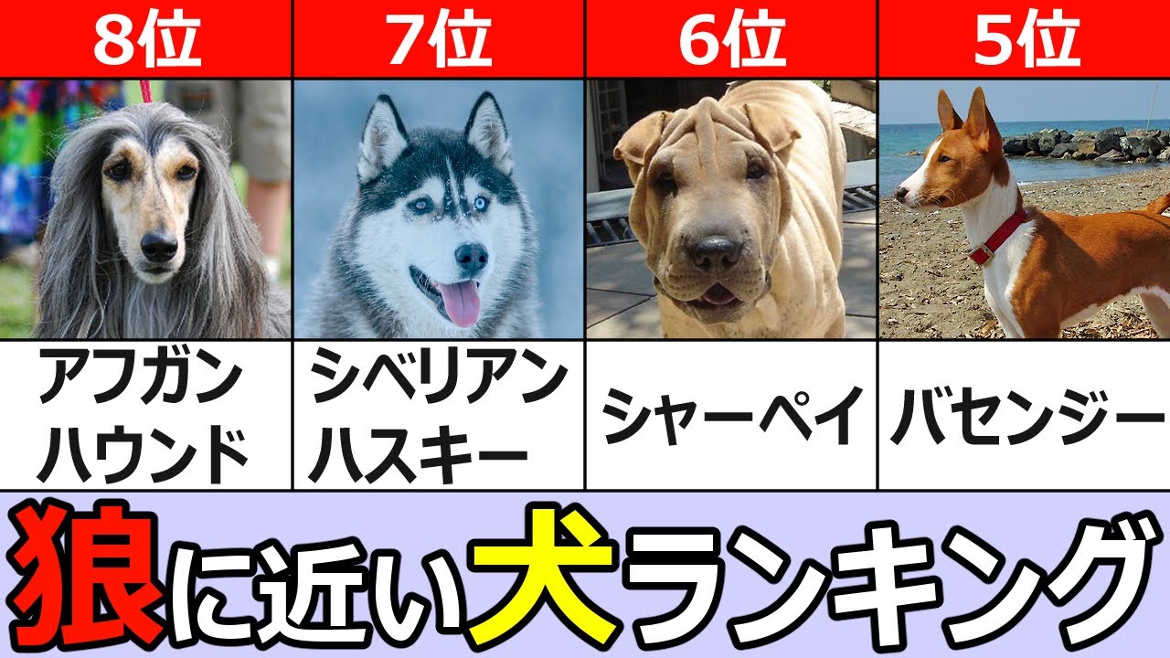 オオカミに近い犬TOP８