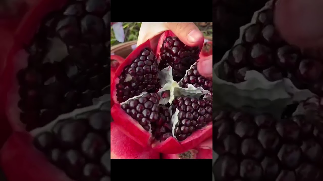 Pomegranate Export (FAAR Export Import) - India's No.1 Export Company) #pomegranate #gulfood #trend