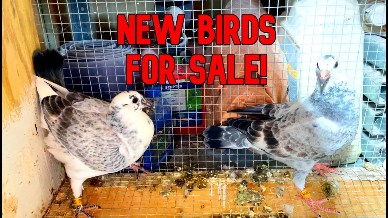 Close Look At Latest Round Of Pigeons