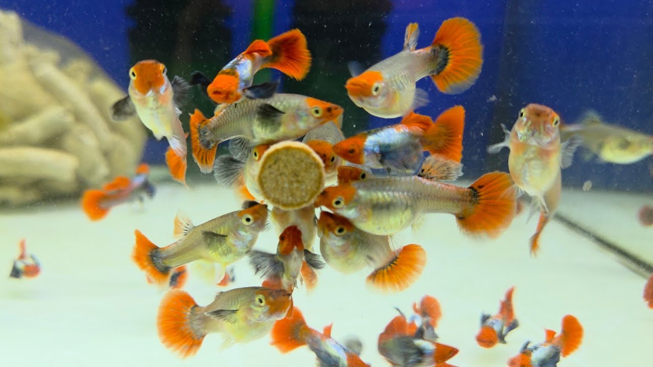 Guppy dumbo koi, cá betta đủ màu sắc 