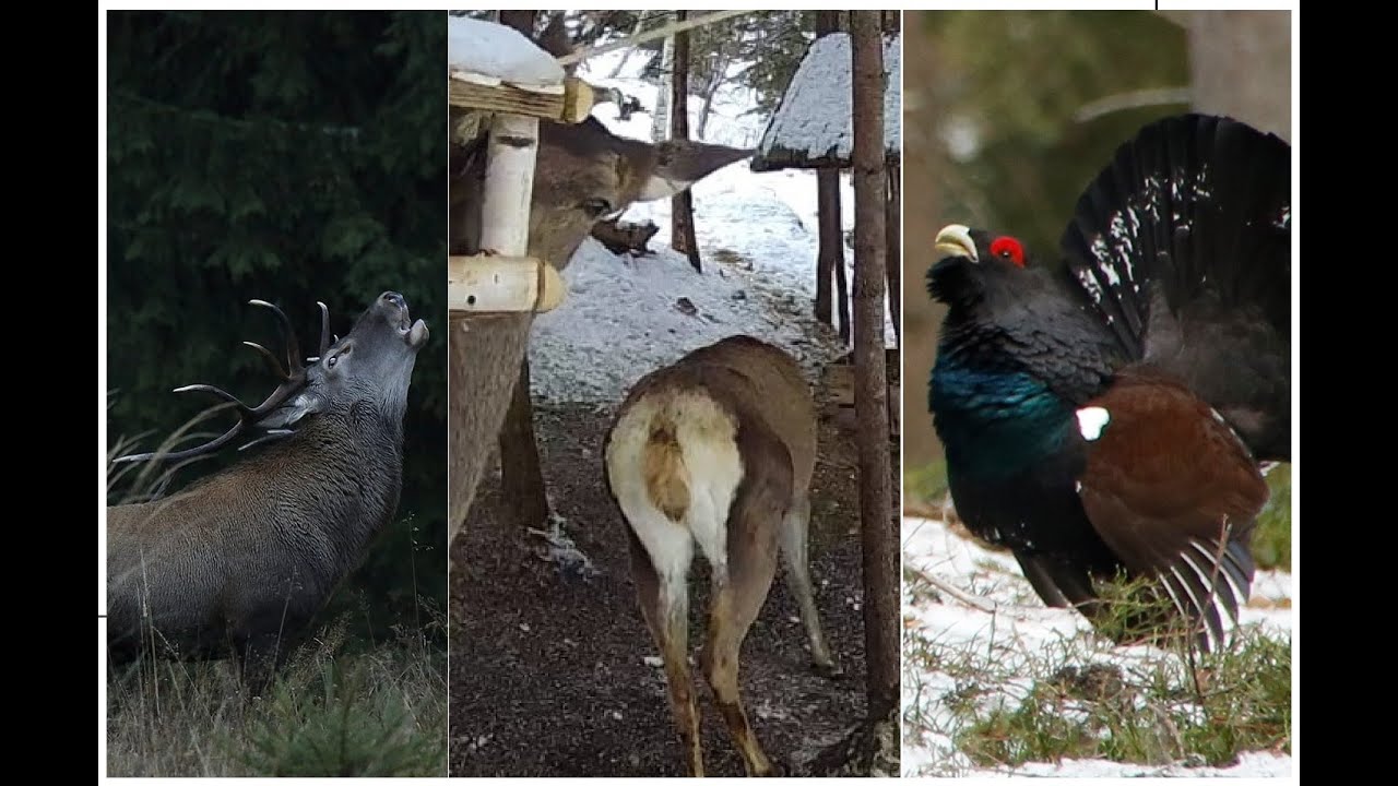 Bucovina Wildlife Livestreams Project