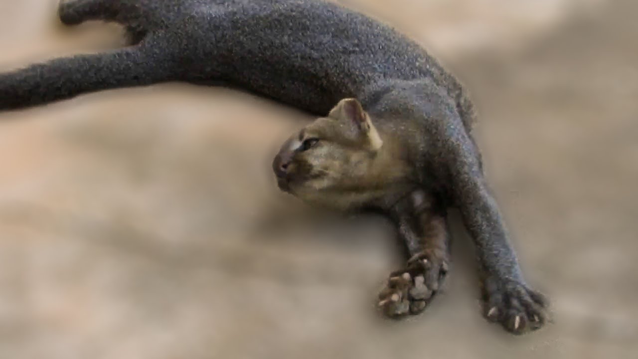 Jaguarundi pretending he doesn't want to be friends