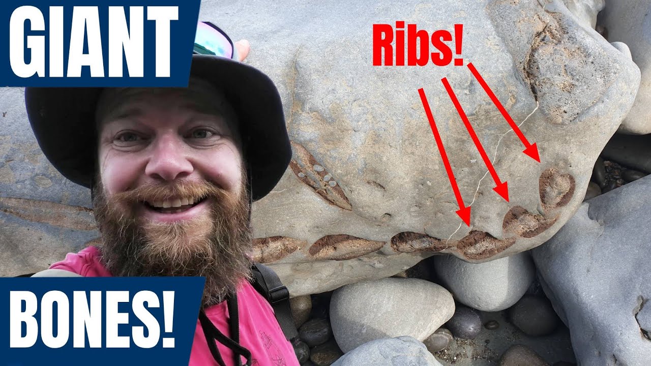 Giant bones! I find a collection of very large bones encased in rock