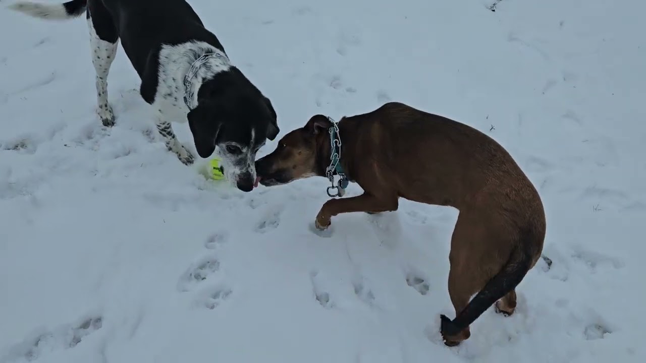 Howe Road dog park 01-21-26, 1 of 2