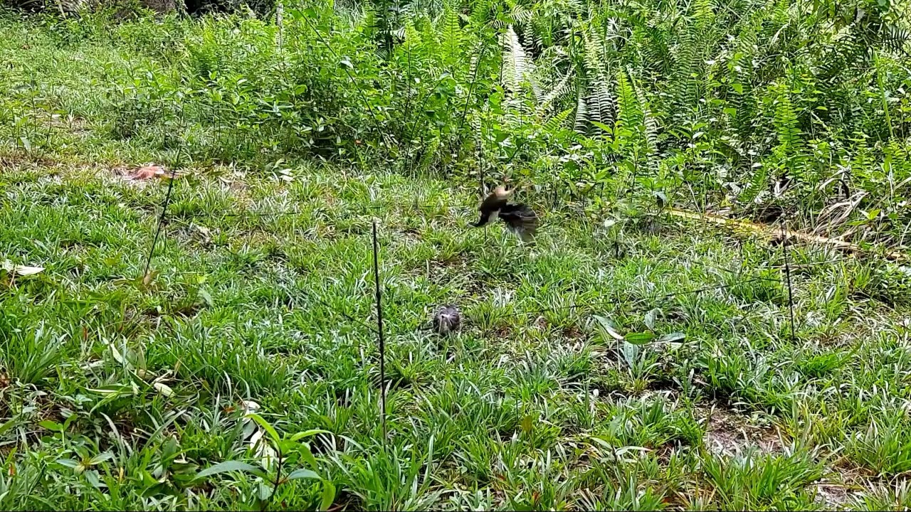 Bird Hunting Trick | Best Birds Traps | Birds Story | Amazing Birds Hunting Trap |