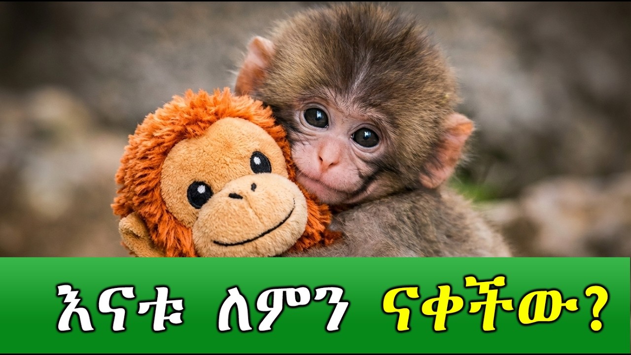 ዓለምን ያስለቀሰው የፓንች-ኩን ልብ የሚነካ ታሪክ | The Emotional Story of Punch the Monkey