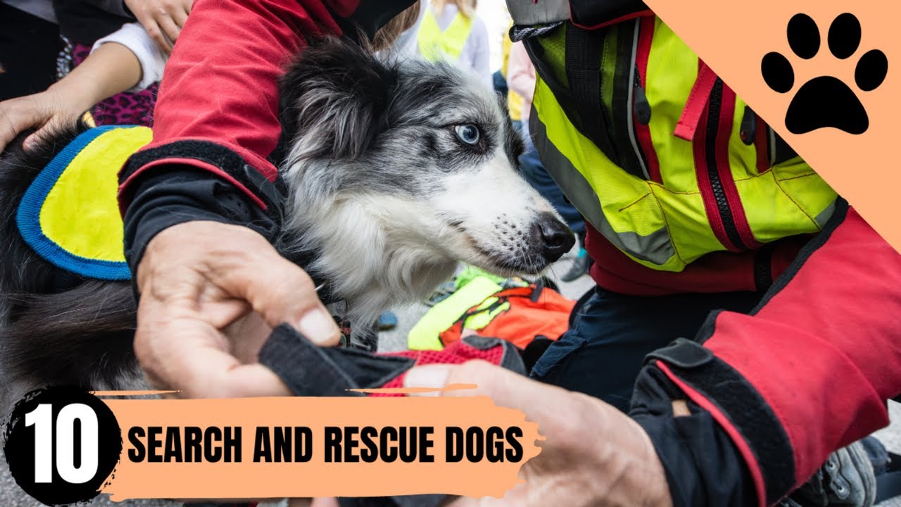 Los 10 mejores perros de búsqueda y rescate