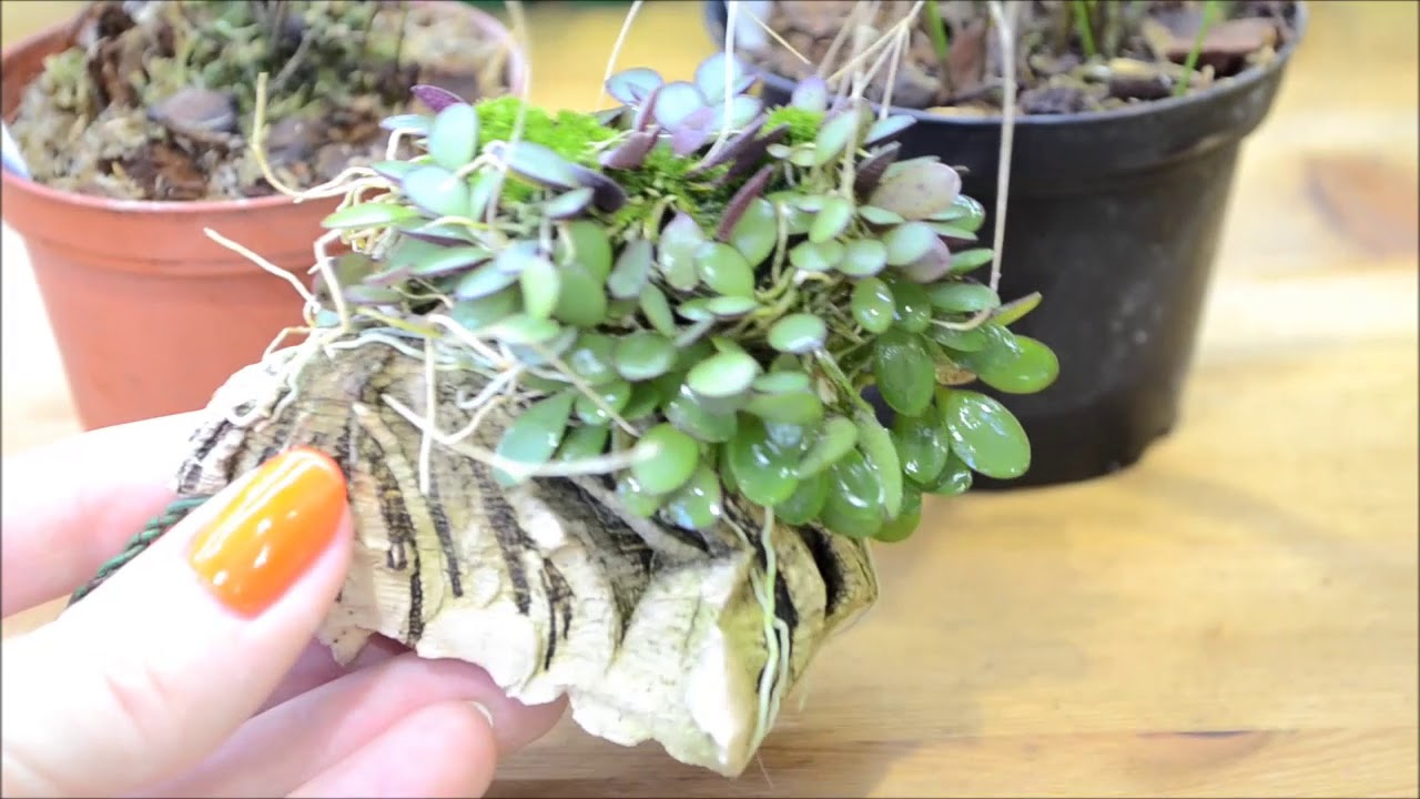 Pleurothallis allenii и правила успешной посадки плевроталлисов
