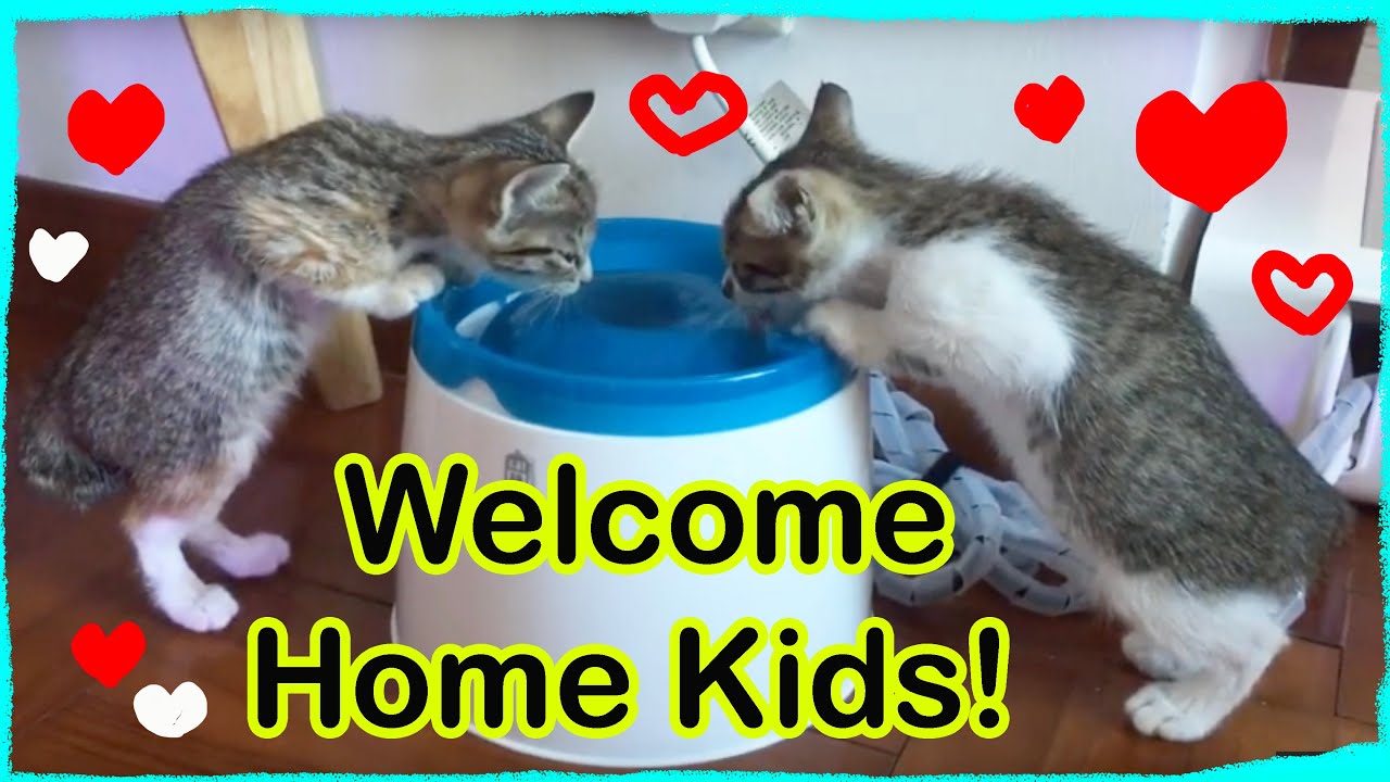 I adopted two kittens: Kittens First Day Home