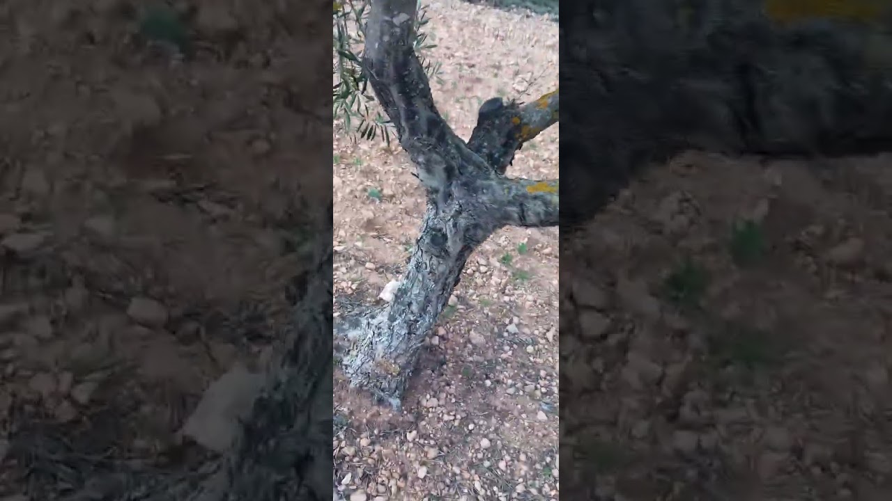 Tecnica  poda de Jaén es arte 