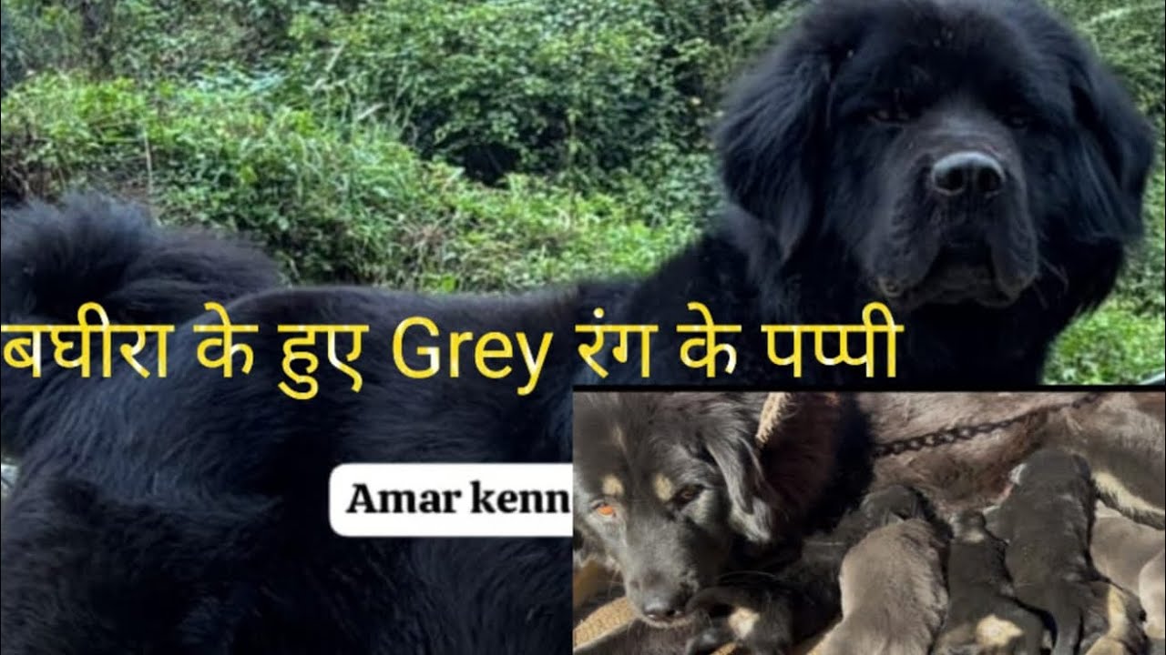 Home breeding pups Available।।आप भी लेना चाहते हो 