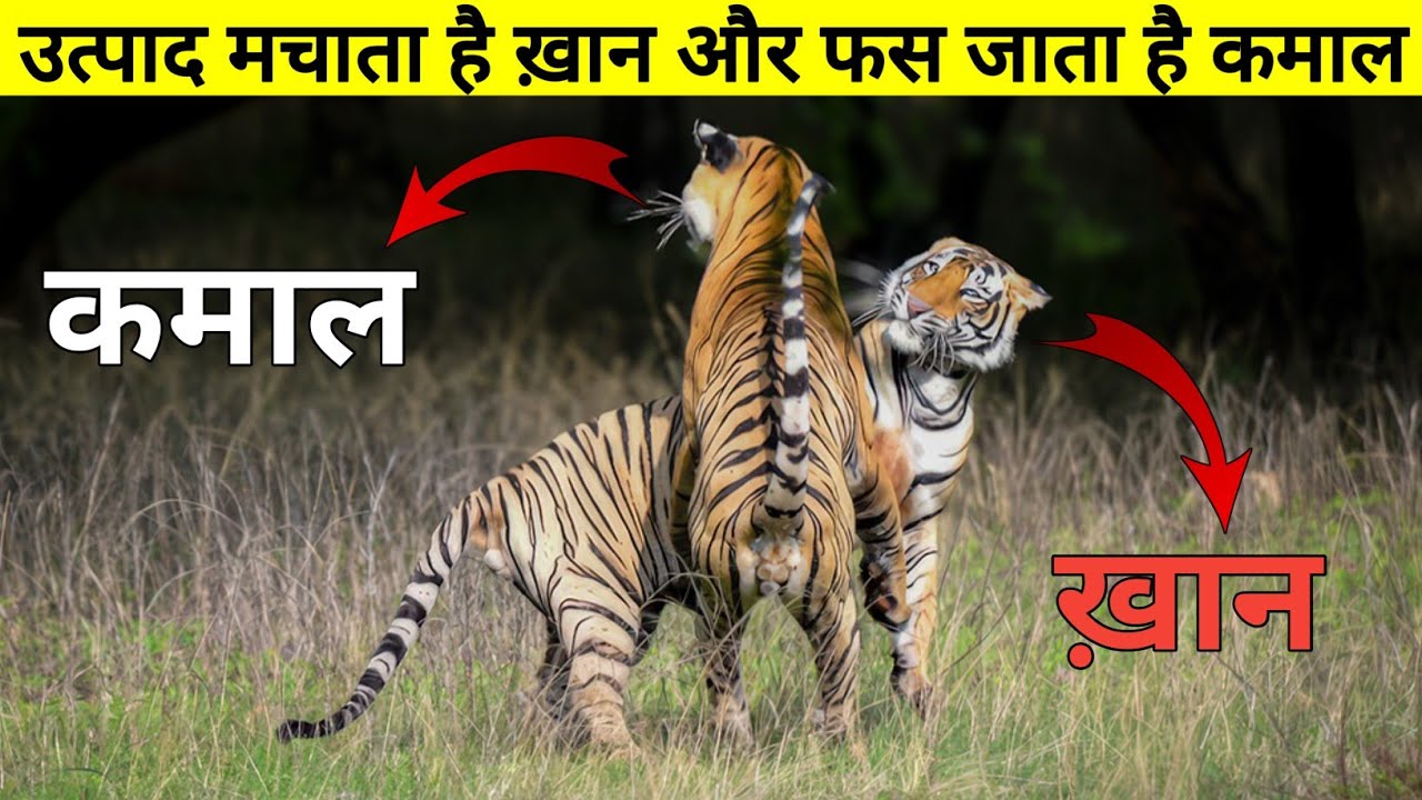 गांव में उत्पाद मचाता है ख़ान और फंस जाता है कमाल || The Unique Story Of Tigers ||
