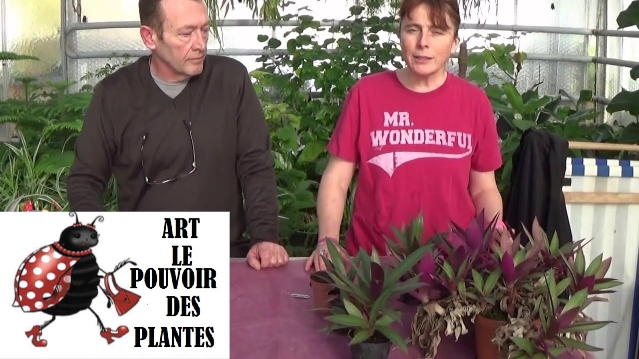 chaine tv de Jardinage:Comment faire une Bouture de tradescantia Spathacea rhoeo: Plante verte