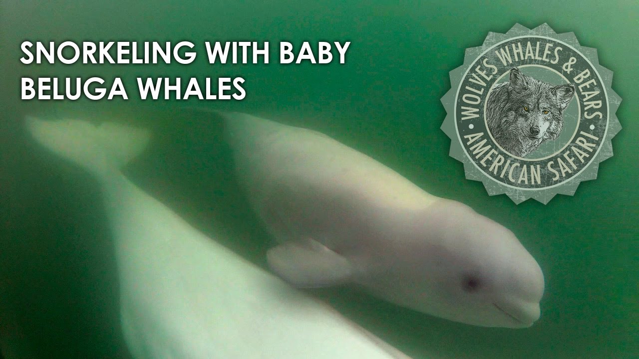 Snorkeling with Baby Beluga Whales in Churchill, Manitoba!
