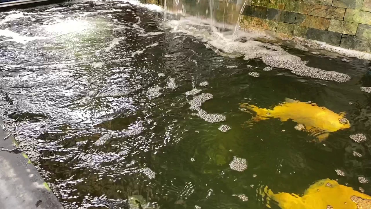 Chillin’ by the Pond