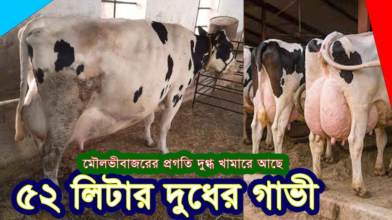 ৫২ লিটার দুধের গাভী | প্রগতি দুগ্ধ খামার | মৌলভীবাজার | How to make more milk cow | Agriculture news