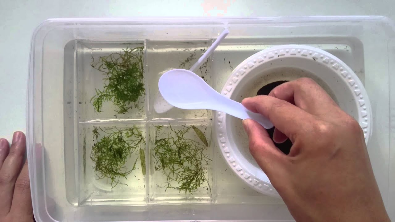 Killifish Project   Nothobranchius Gentheri   video 2