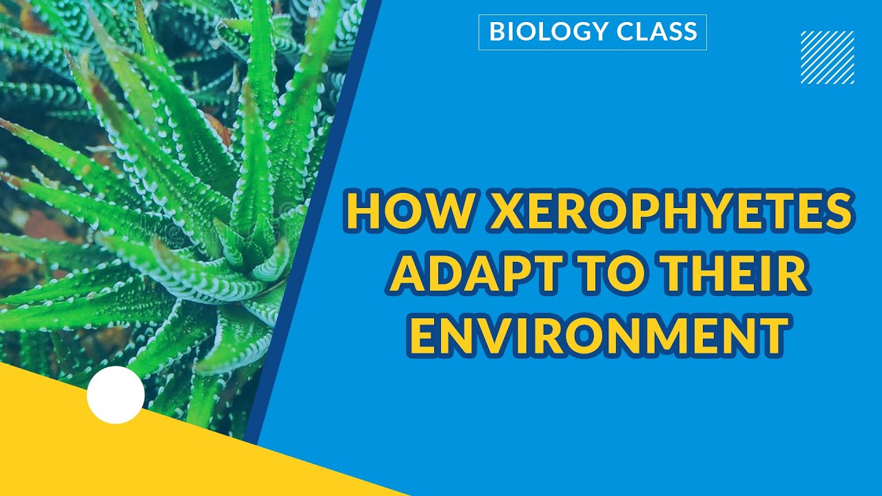 ADAPTATION | HOW XEROPHYETES ADAPT TO THEIR ENVIRONMENT | BIOLOGY CLASS