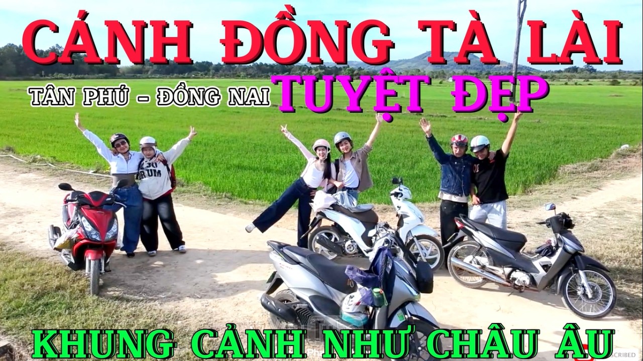 CÁNH ĐỒNG LÚA TÀ LÀI NHƯ KHUNG CẢNH CHÂU ÂU TUYỆT ĐẸP GIỮA NÚI RỪNG TÂN PHÚ ĐỒNG NAI TẾT 2026