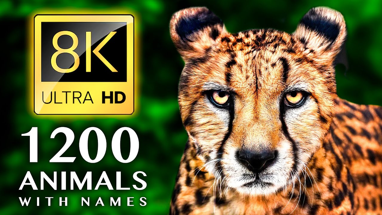 1200 imion i dźwięk&oacute;w zwierząt 8K ULTRA HD