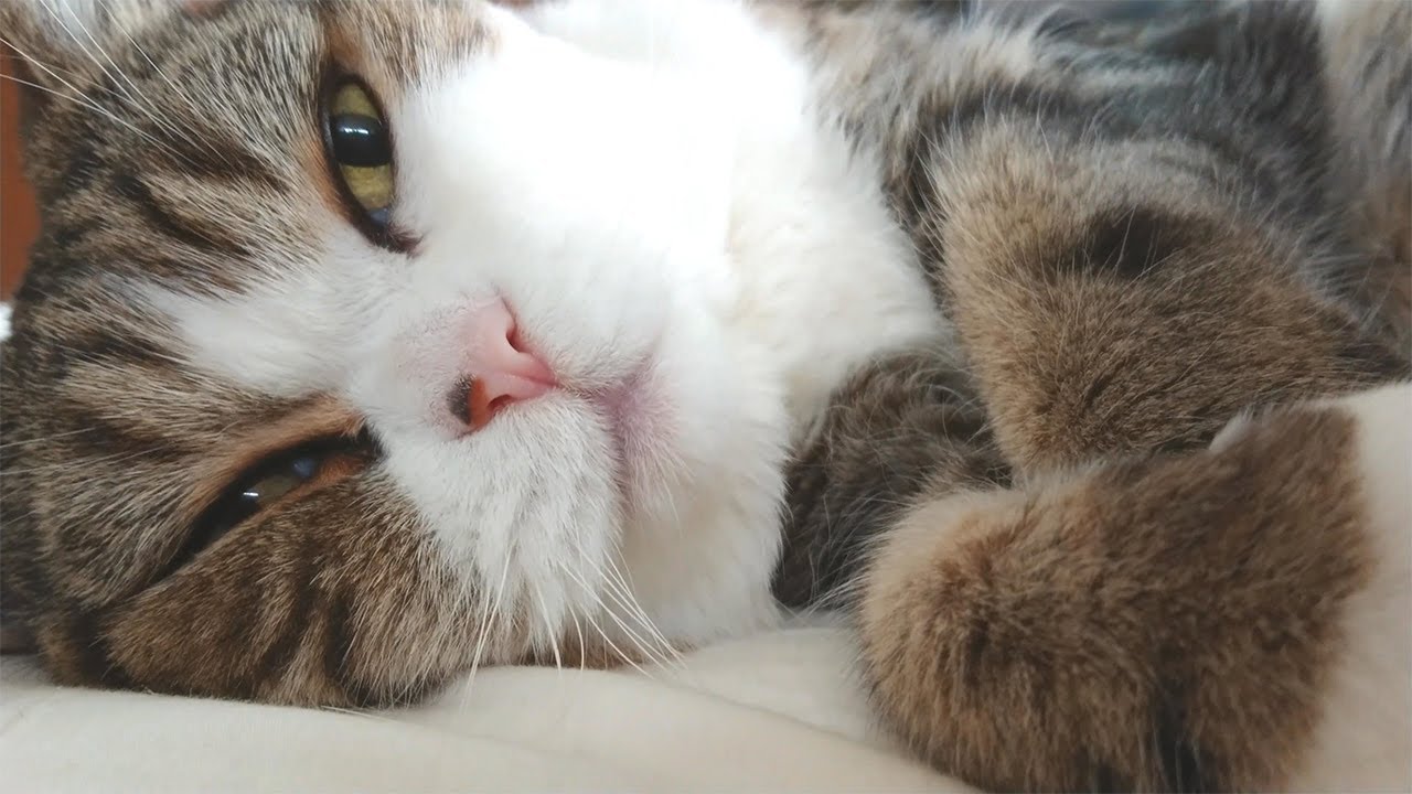 寝起きなねこ。-Maru just woke up.-
