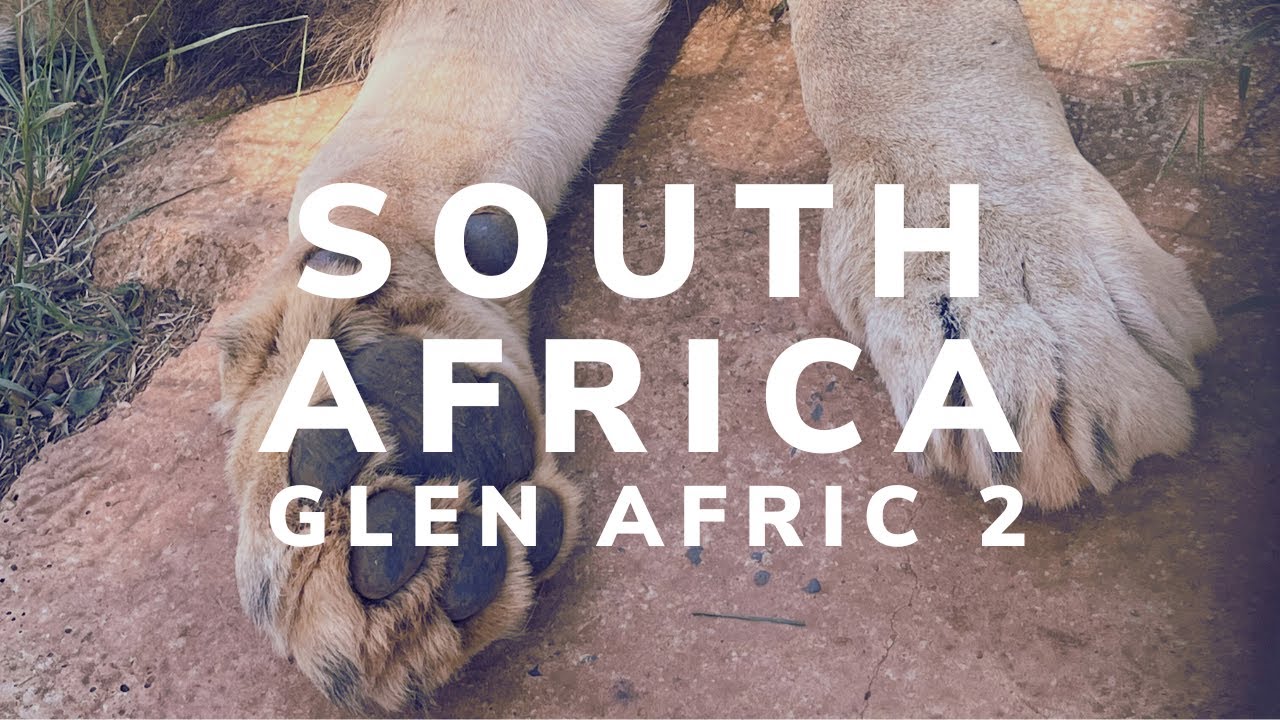 Volunteering at Glen Afric 🐘 🇿🇦