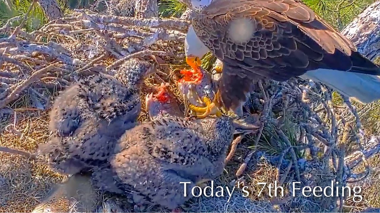 #274🦅NE32🐥33° & NE33🐥31°／NEFL 2025-2026／Gabby💗Beau／by American Eagle Foundation