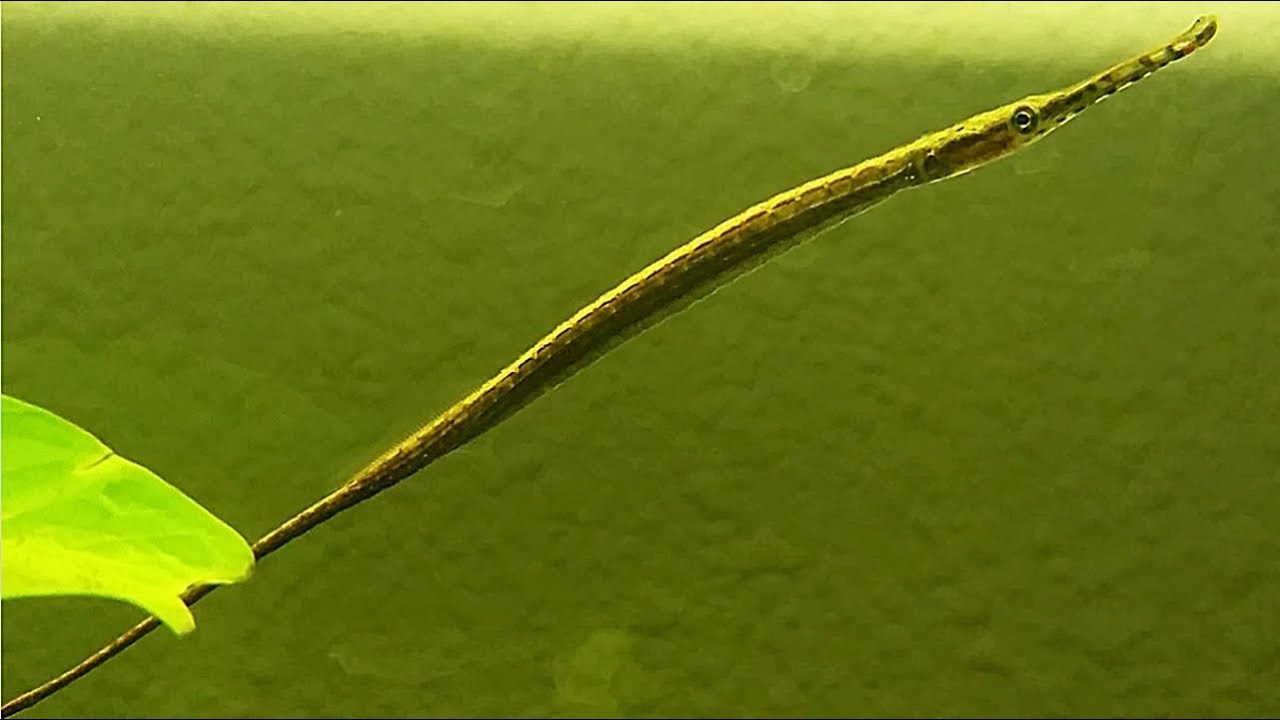 El pez pipa de hocico largo de agua dulce (Microphis aculeatus) Ficha Técnica