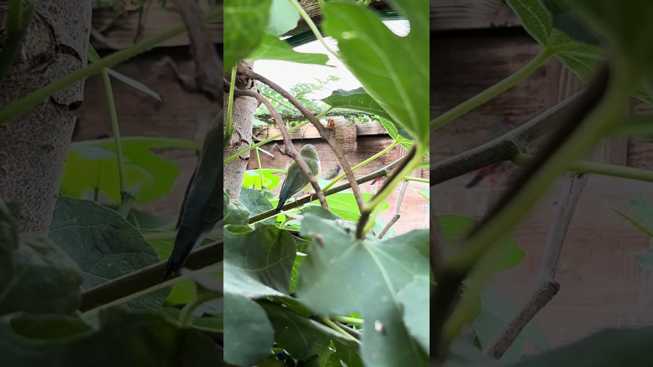 Black Headed White Breasted Gouldian Finch Exploring the Aviary Canopy 🌿🐦