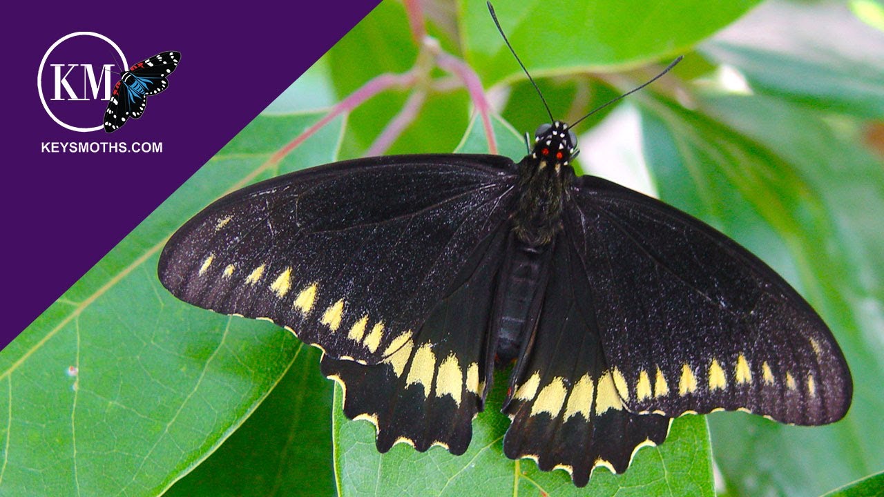 EASY BUTTERFLY GARDENING SOUTH FLORIDA - Attracting Gold Rim Swallowtails, Battus polydamas