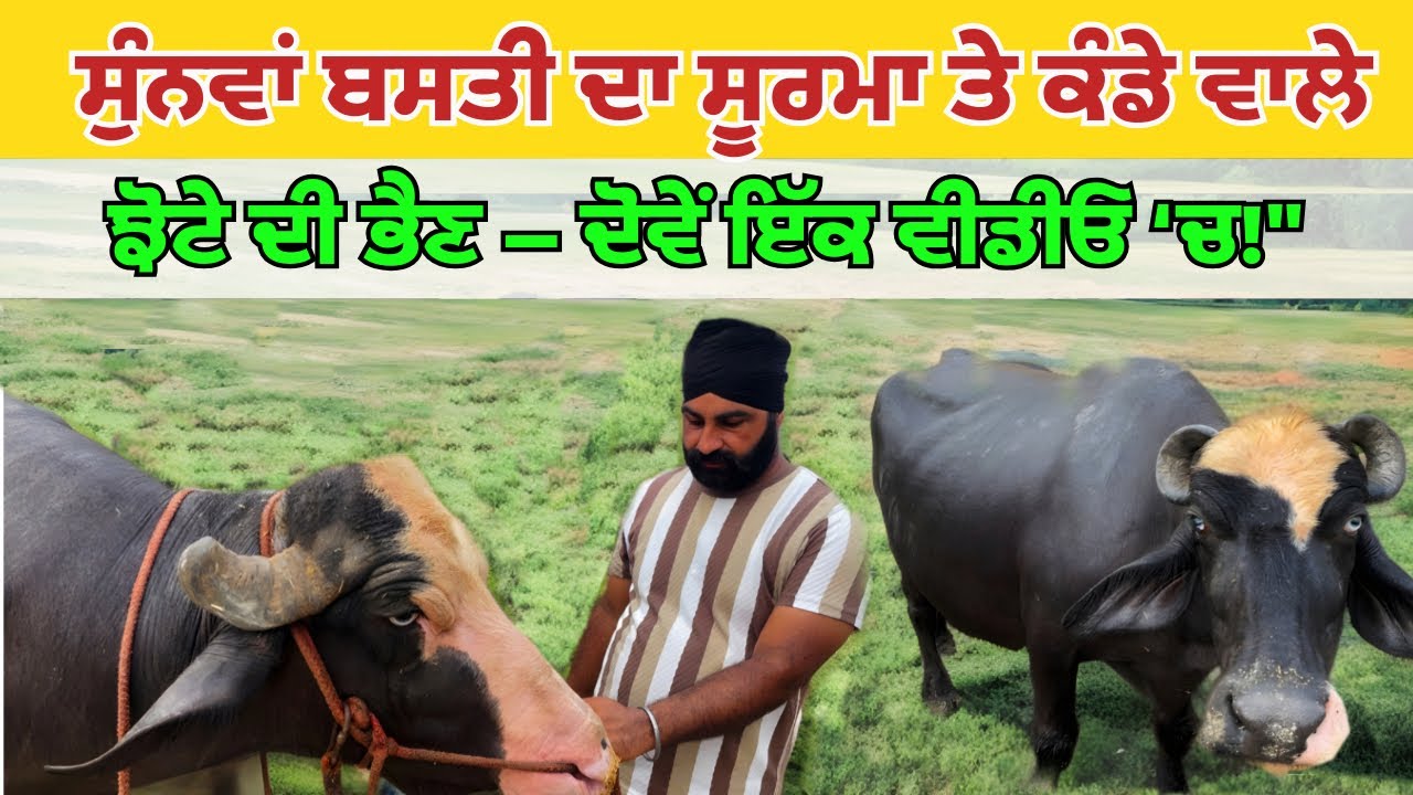 ਸੁੰਨਵਾਂ ਬਸਤੀ ਦਾ ਸੂਰਮਾ ਤੇ ਕੰਡੇ ਵਾਲੇ ਝੋਟੇ ਦੀ ਭੈਣ|Neli Ravi top farm Panjab|Neli Ravi Breeding Farm|