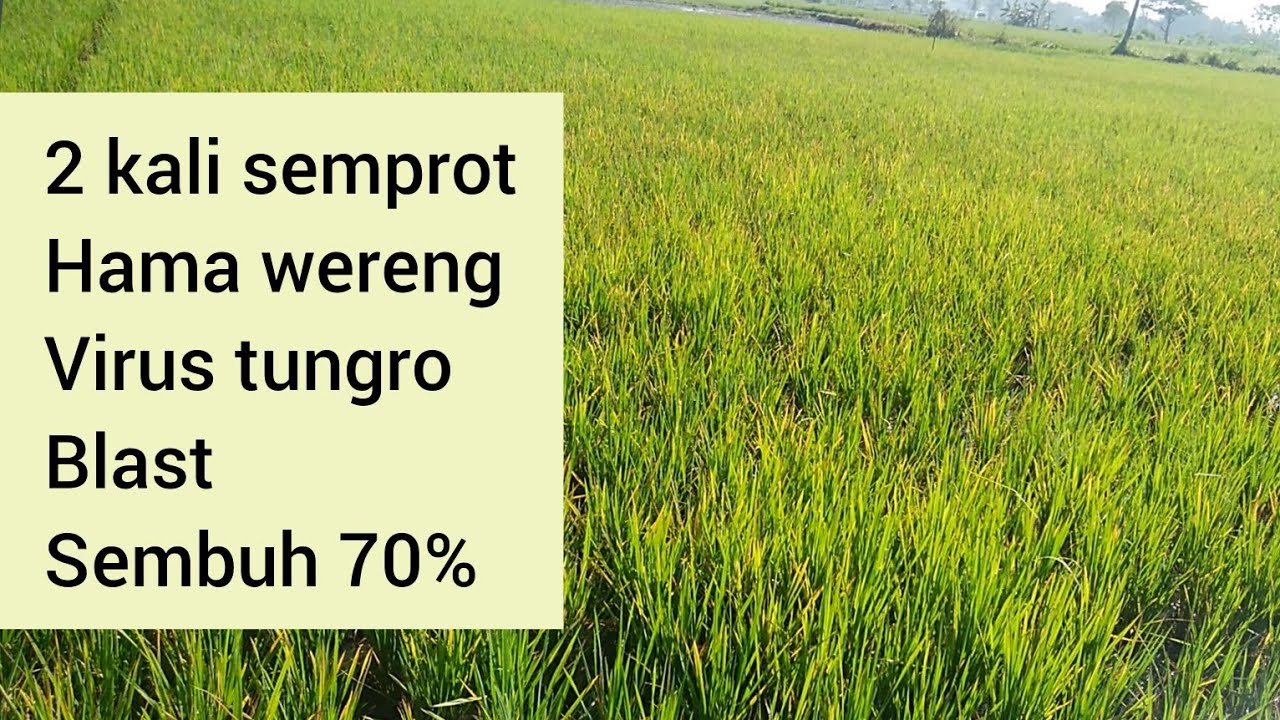 2 kali semprot, hama wereng,virus tungro, blast, sembuh 70%