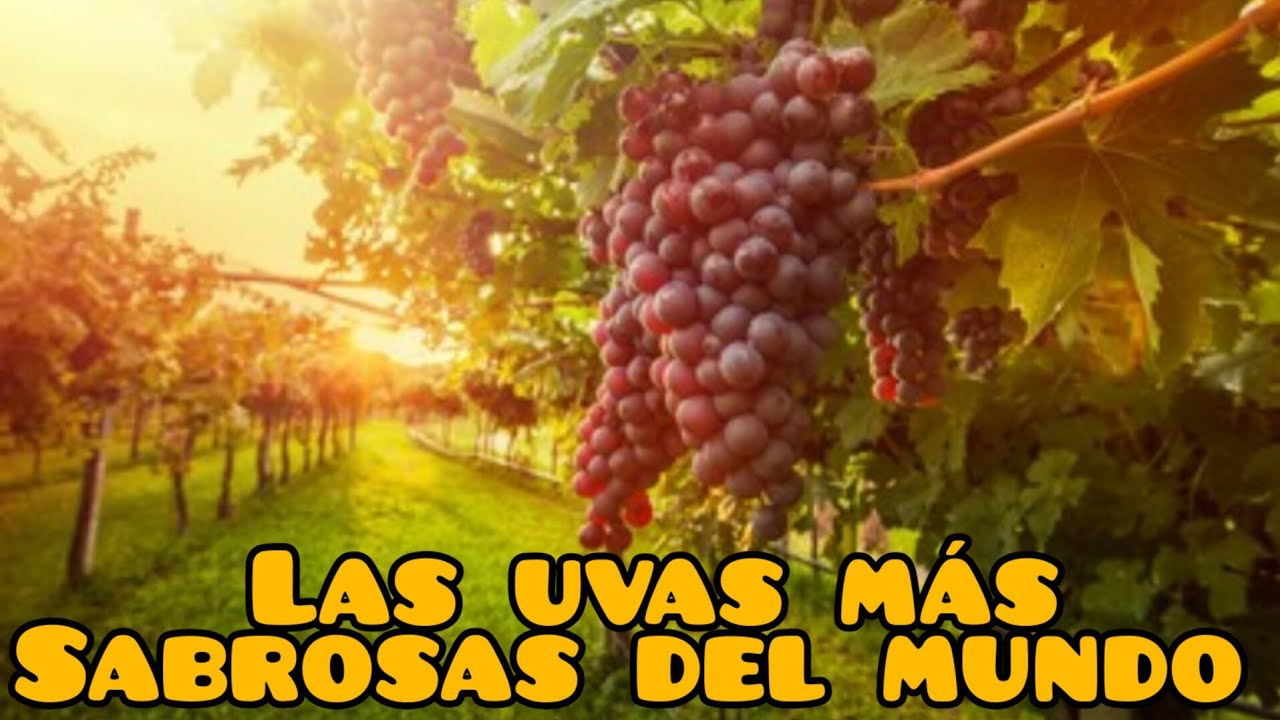 Datos Sorprendente, Neiba EL Verdadero Sabor UVA 