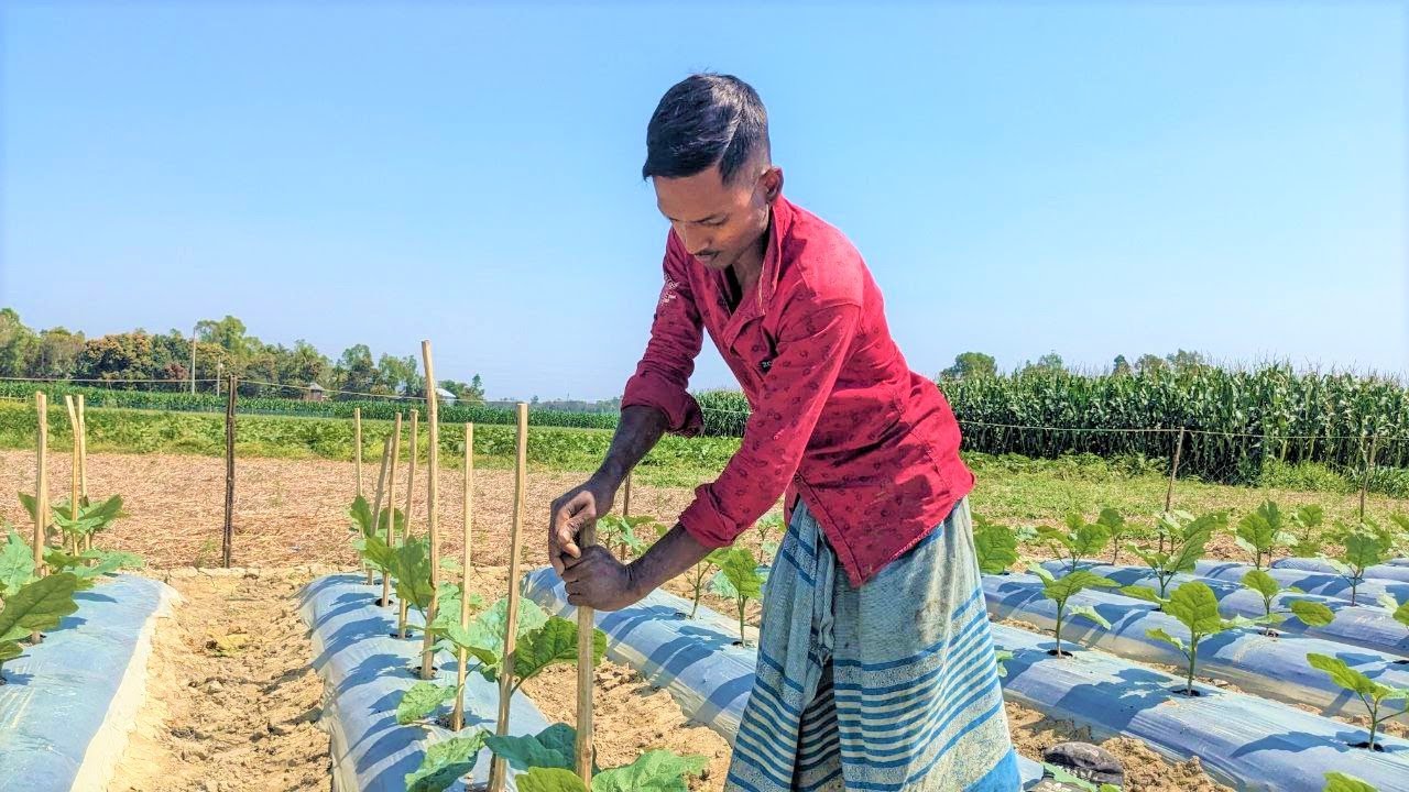 মালচিং পদ্ধতির বেগুনের জমিতে সঠিক নিয়মে খোটা দিন | সঠিক পদ্ধতিতে বেগুন গাছের গোড়ায় খোটা দিন