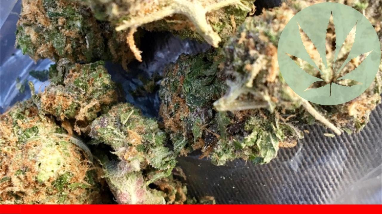 Sour Apple - All About This Strain