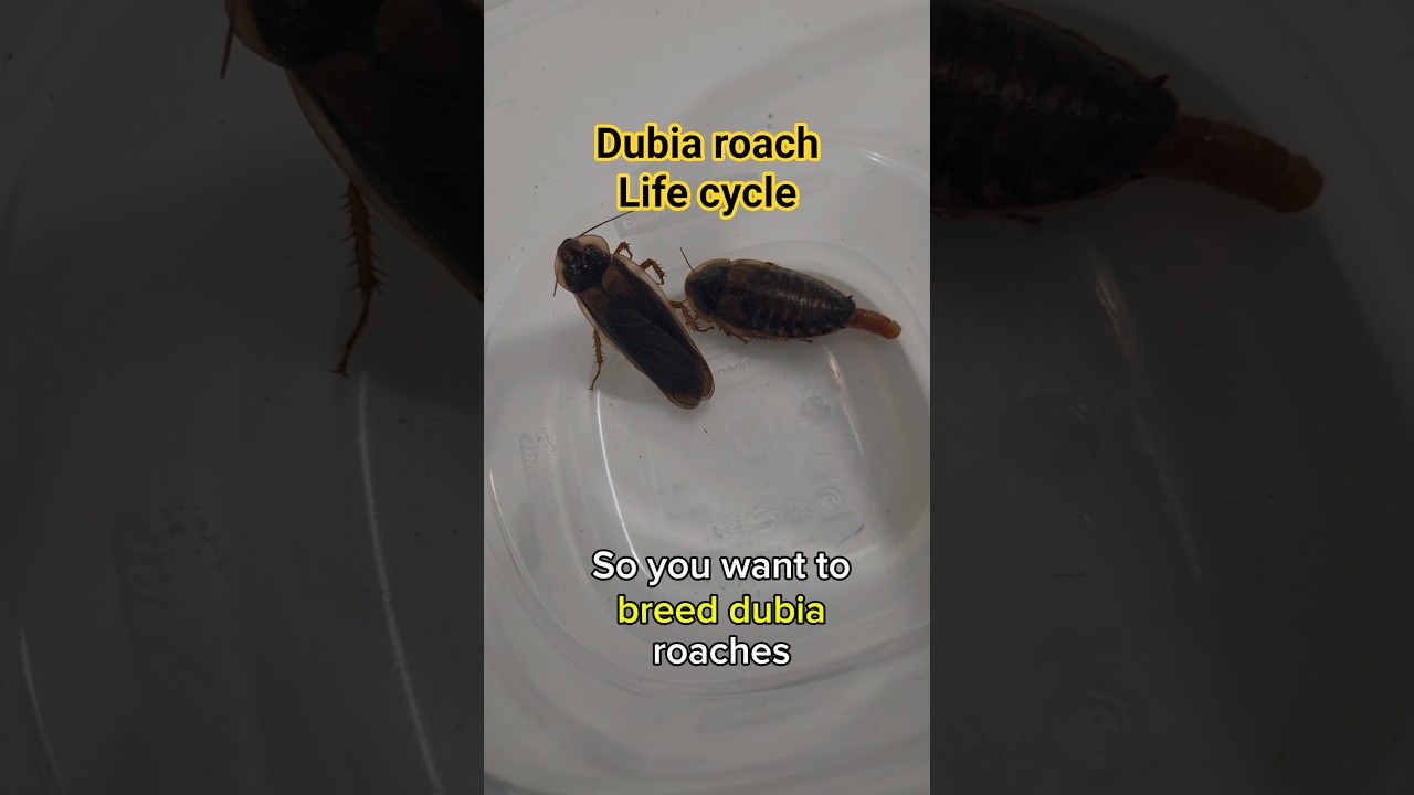 How to breed Dubia Roaches